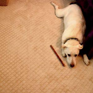 Pet friendly carpet | Flooring Direct