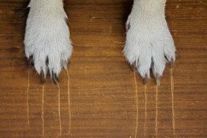 water-resistant-good-choice-homes-with-pets-wear-and-tear-laminate-flooring-direct-DFW-area